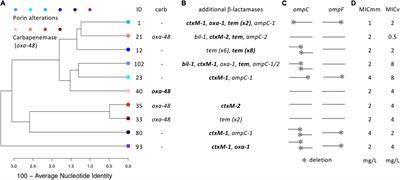 The Resistance Mechanism Governs Physiological Adaptation of Escherichia coli to Growth With Sublethal Concentrations of Carbapenem